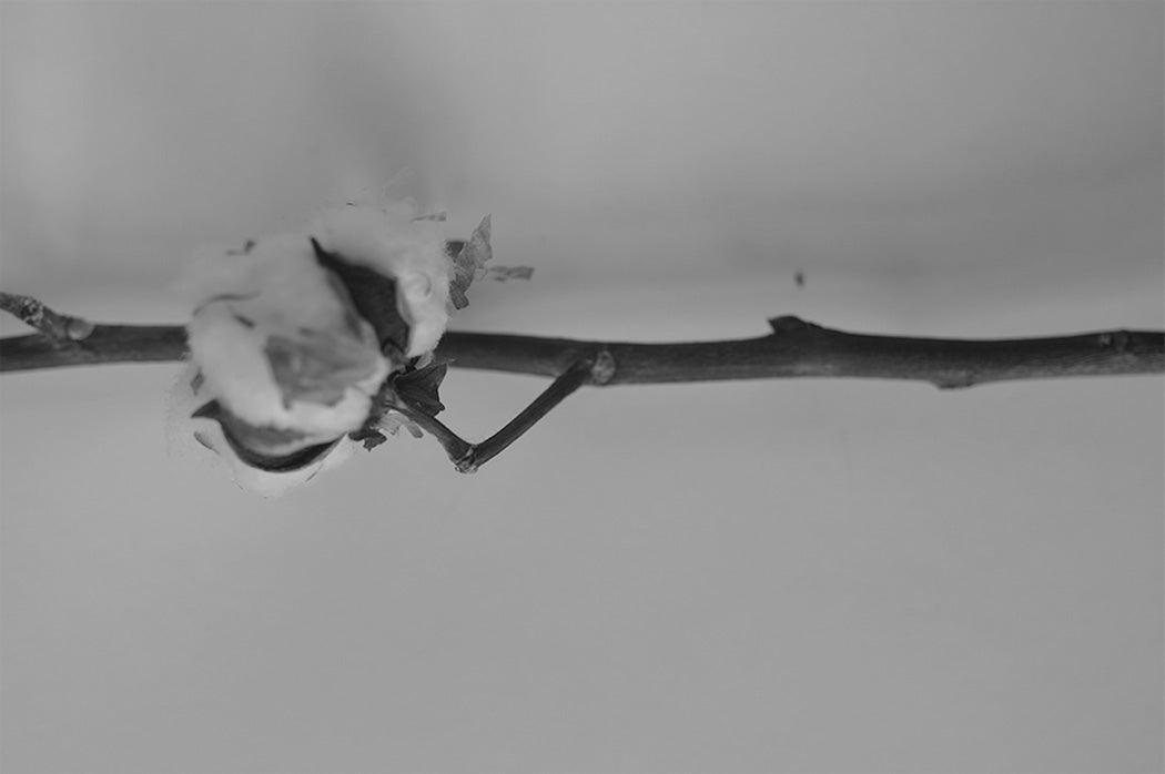 The Shocking Truth: When “Organic Cotton” Isn’t Vegan